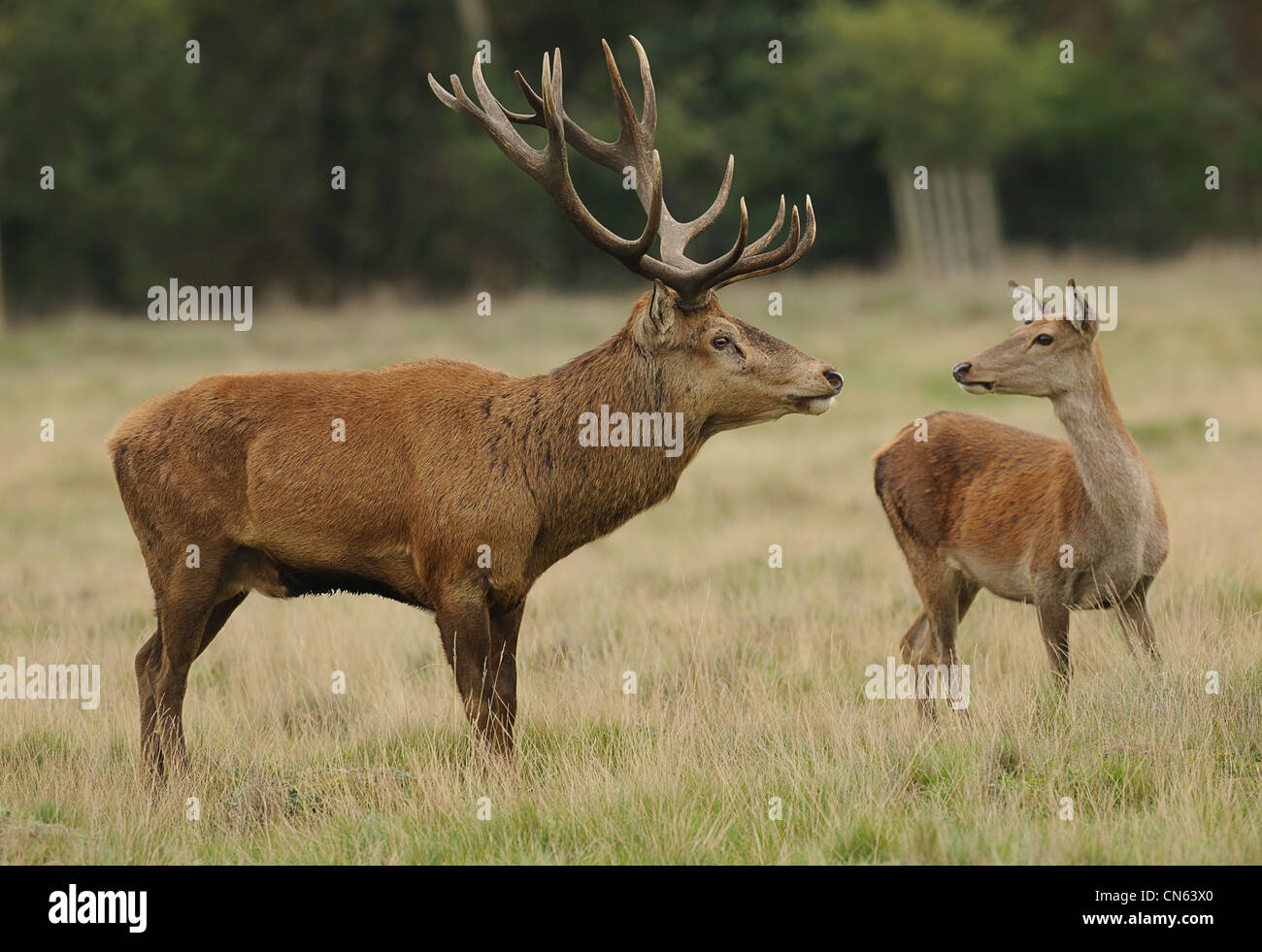 Red Deer stag & hind Foto Stock