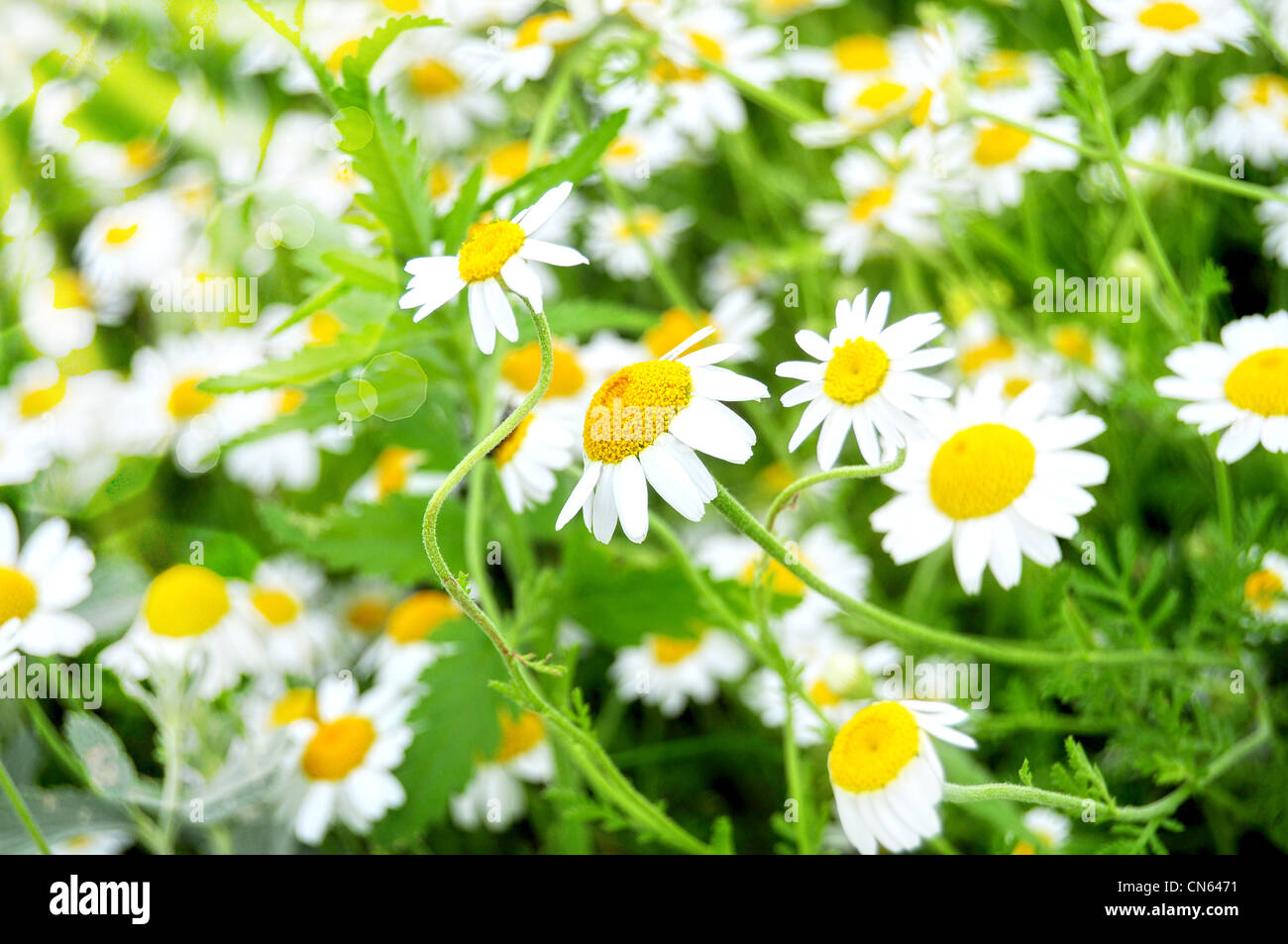 Close up di fiori di camomilla in un campo che si inclina verso i raggi del sole Foto Stock