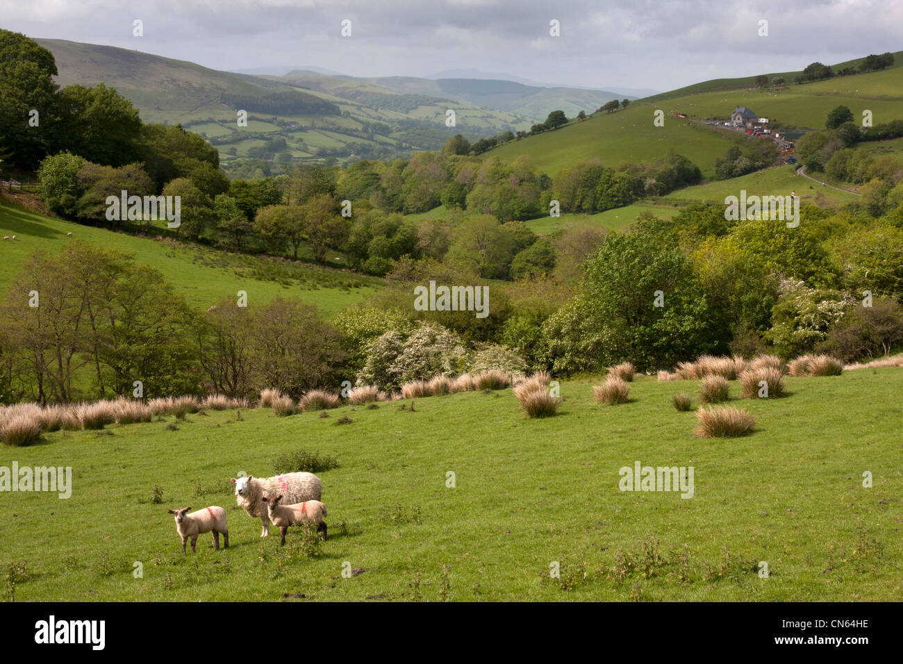 Valle fertile nr Llan Festiniog, N. Galles Foto Stock