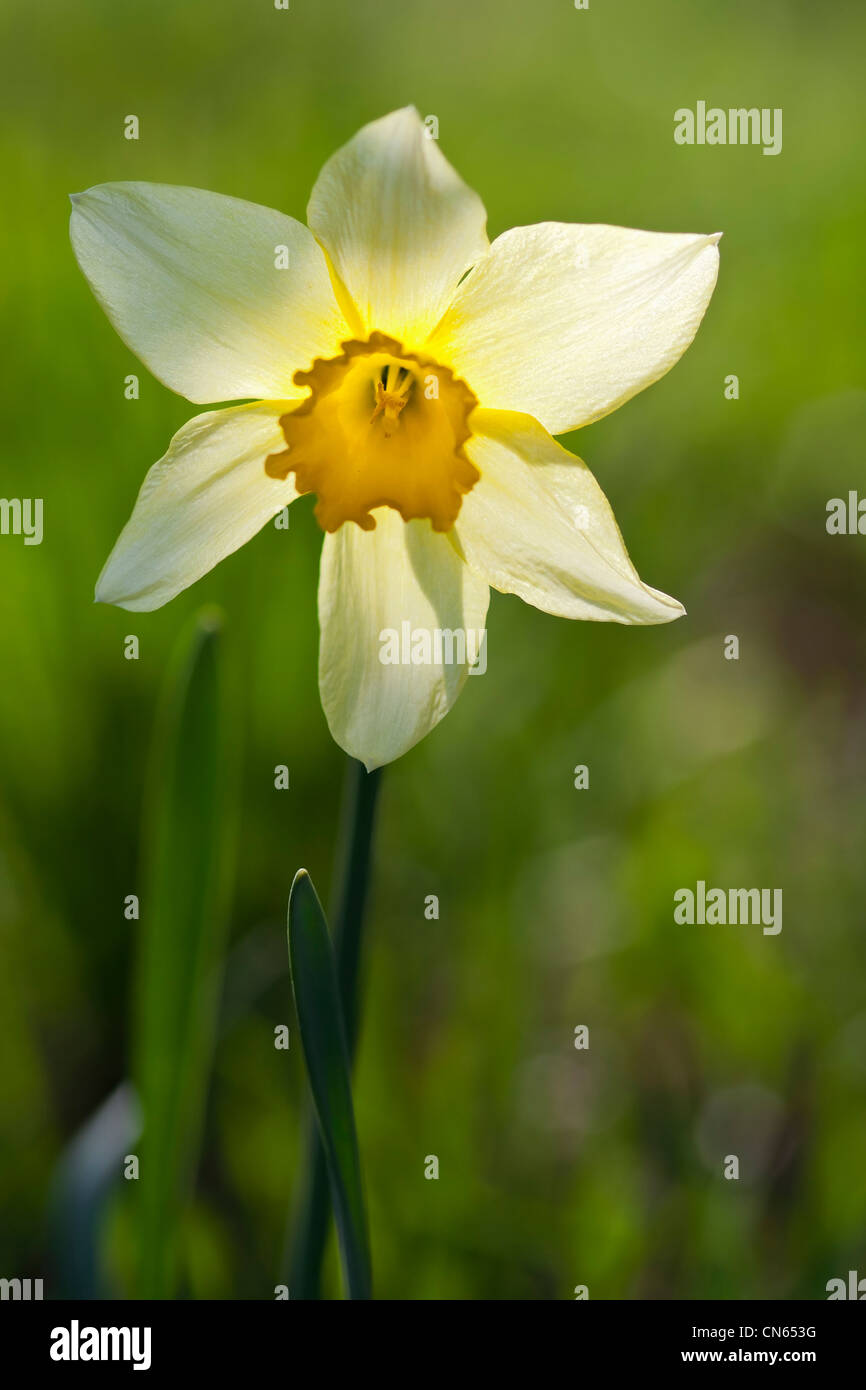 Daffodil in luce posteriore Foto Stock