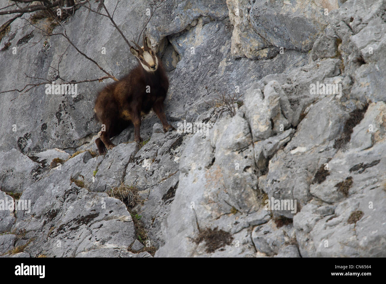 Il camoscio (Rupicapra rupicapra) nelle Alpi francesi in inverno. Foto Stock