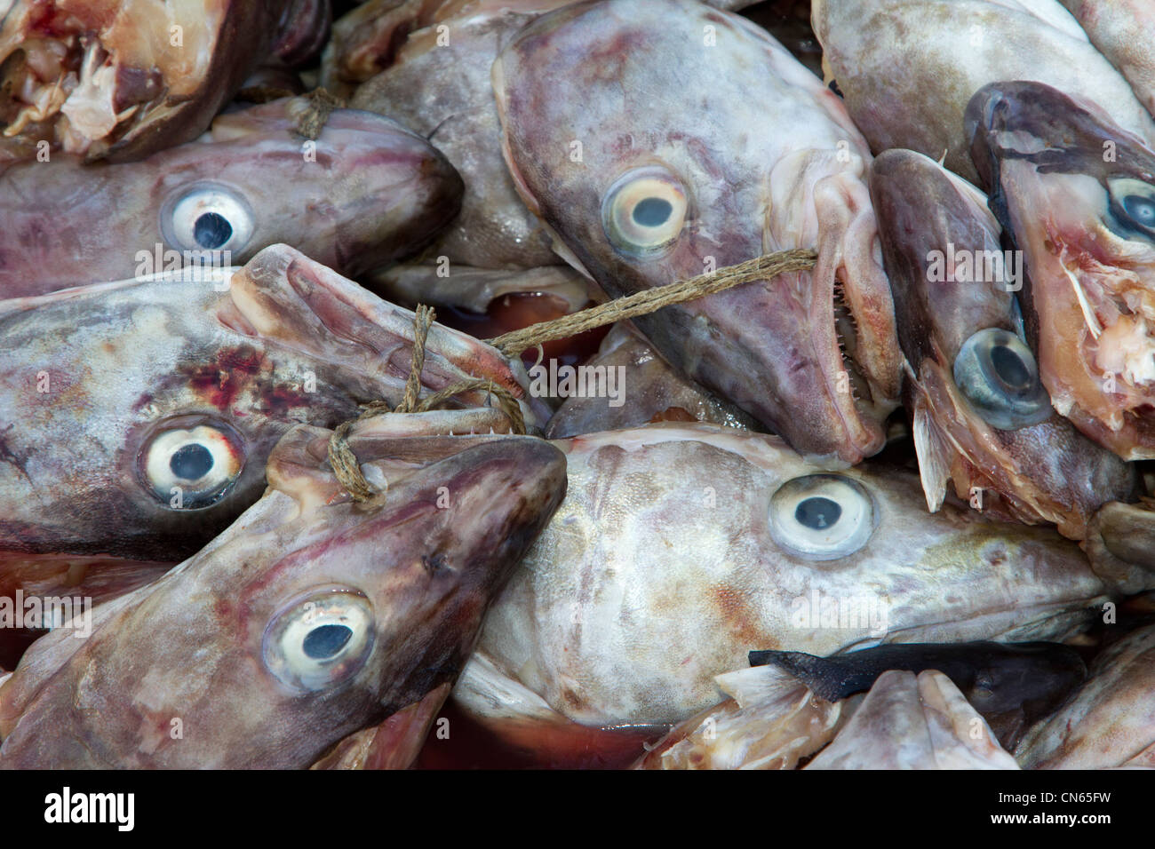 Oldervik tagliato teste di pesce ullsfjorden troms in Norvegia Foto Stock