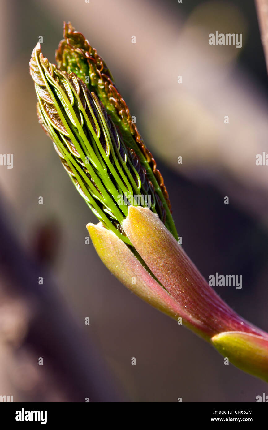 Germoglio di foglio Foto Stock