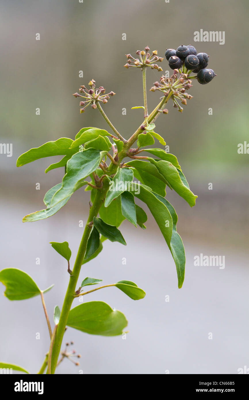 Edera comune (Hedera helix) bacche Foto Stock