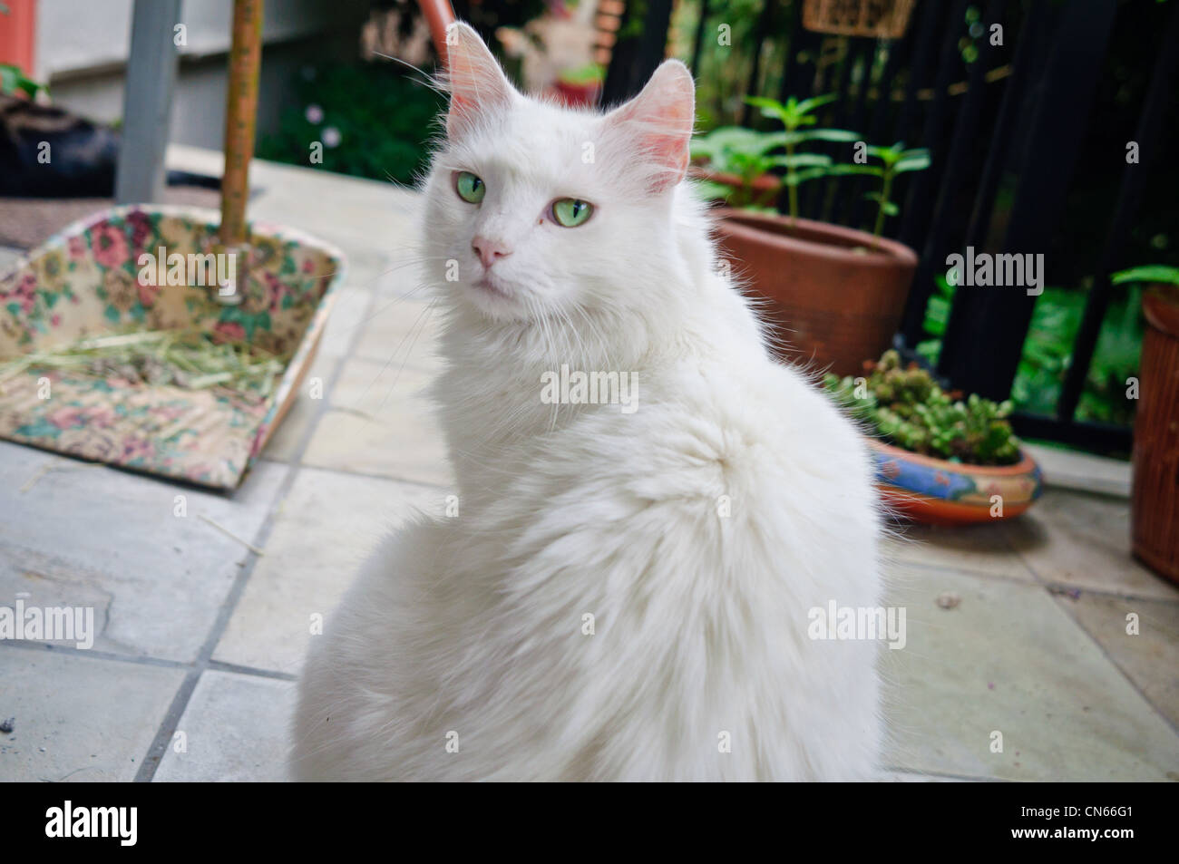 Un gatto che guarda la telecamera. Foto Stock