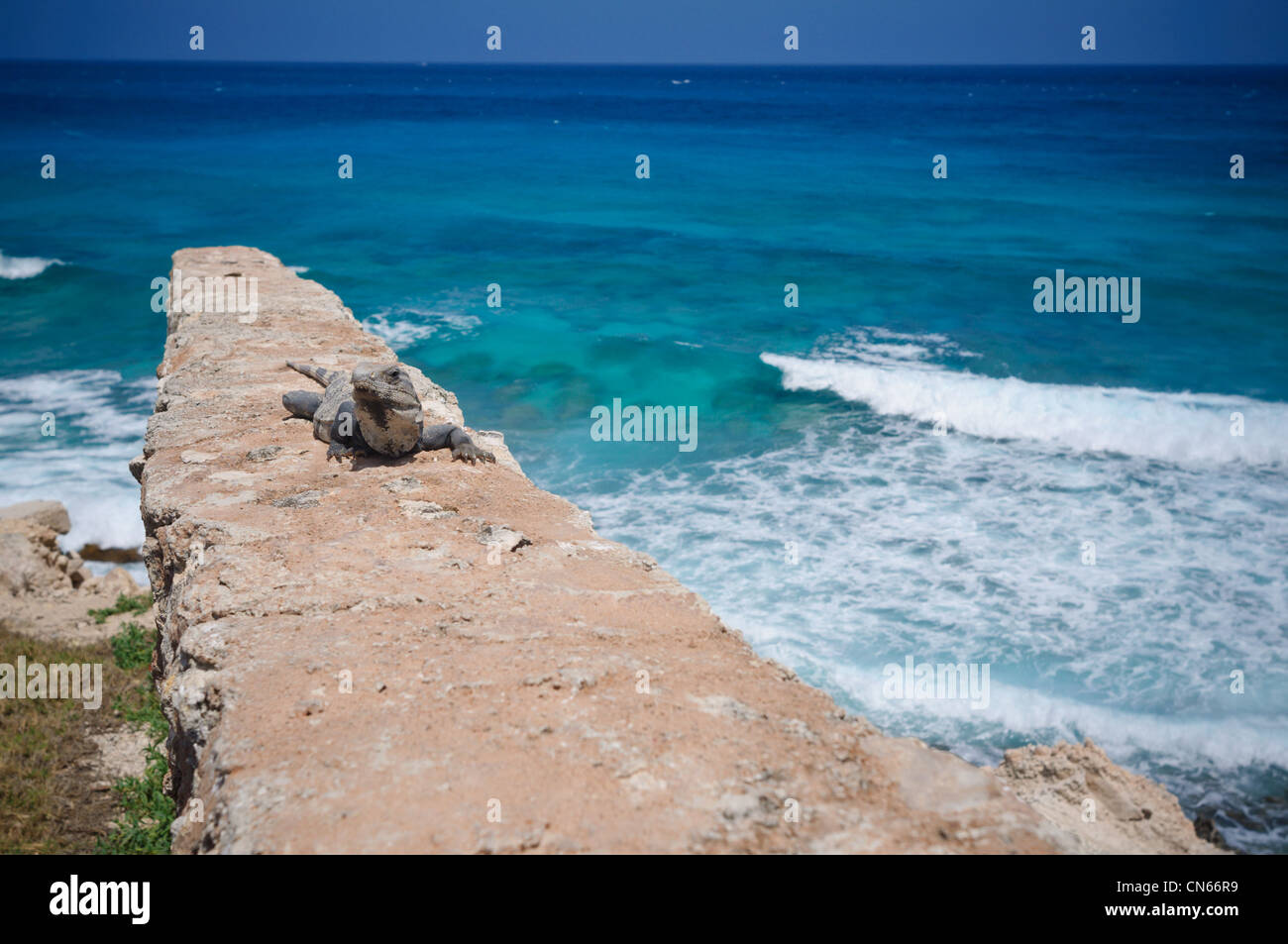 Un iguana a Punta Sur, Isla Mujeres, Messico Foto Stock