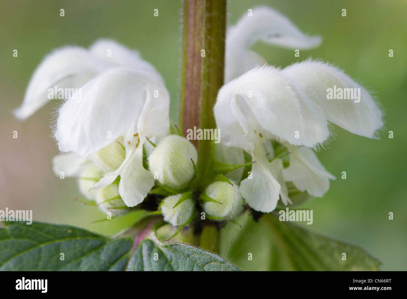 Morti Bianche di ortica Lamium (album) Fiori Foto Stock