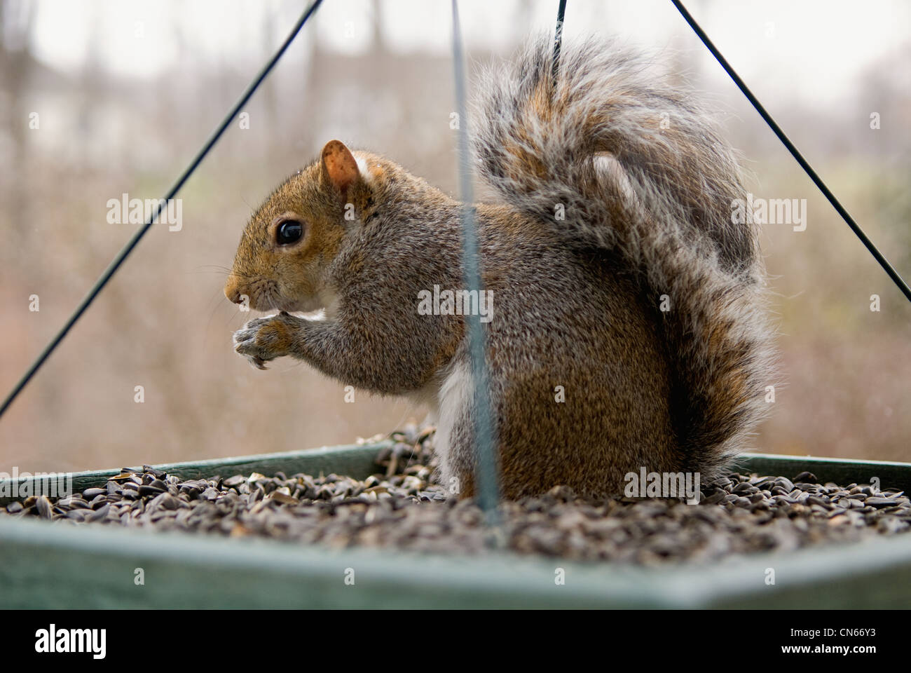 Orientale scoiattolo grigio razzia una piattaforma Bird Feeder Foto Stock