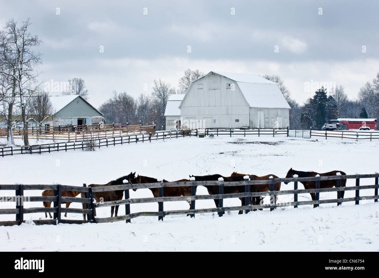 I cavalli in coperta di neve nel paddock Harrison County, Indiana Foto Stock