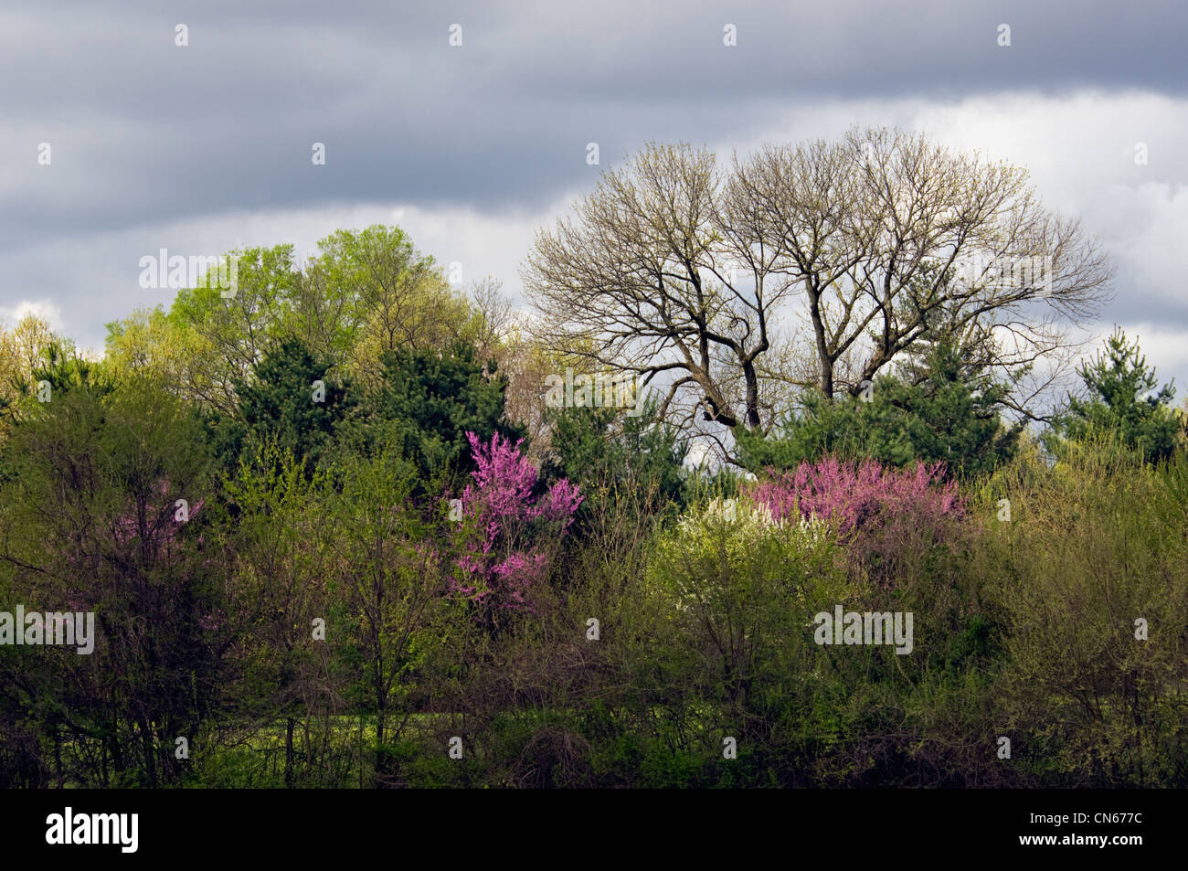 Nuova molla fogliame e fioritura Redbud alberi in Perrin Park a Jeffersonville, Indiana Foto Stock