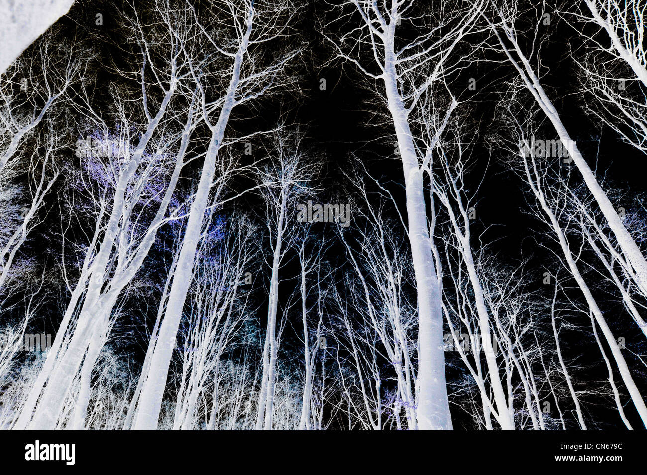 Immagine al negativo di alberi e cielo Foto stock - Alamy