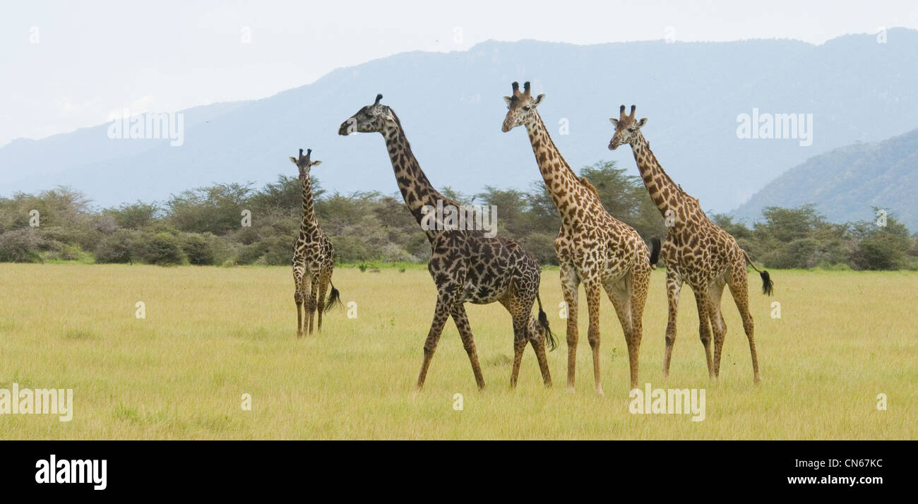 Masai giraffe in pianura Foto Stock