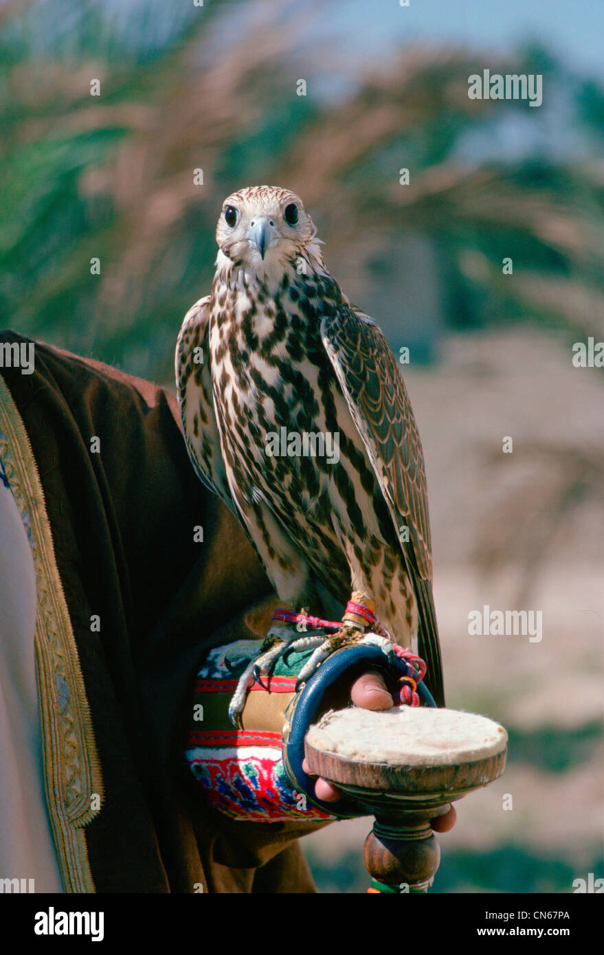 Falco in Bahrain con Jesses intorno ai suoi piedi Foto Stock