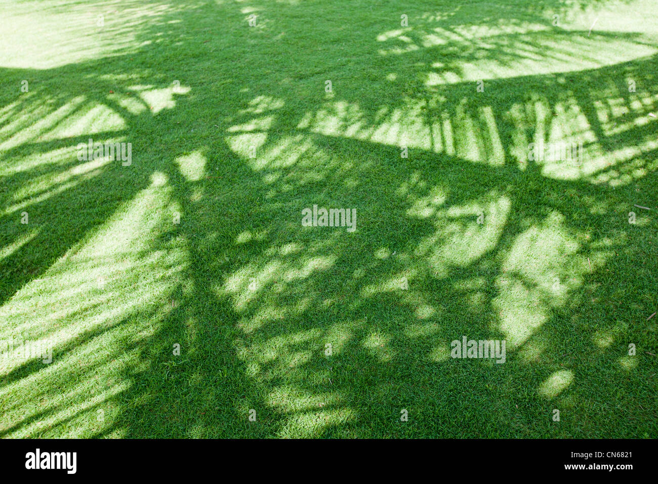 Palm tree ombre Bali Indonesia Foto Stock