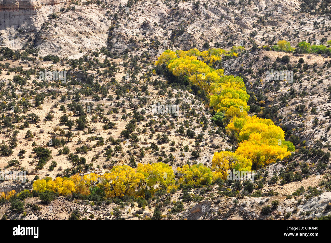 I colori dell'Autunno lungo Boulder Creek, un affluente del fiume Escalante, Utah. Foto Stock