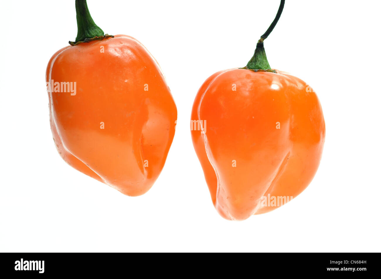 Fresco isolato di peperoncino habanero chiamato Foto Stock