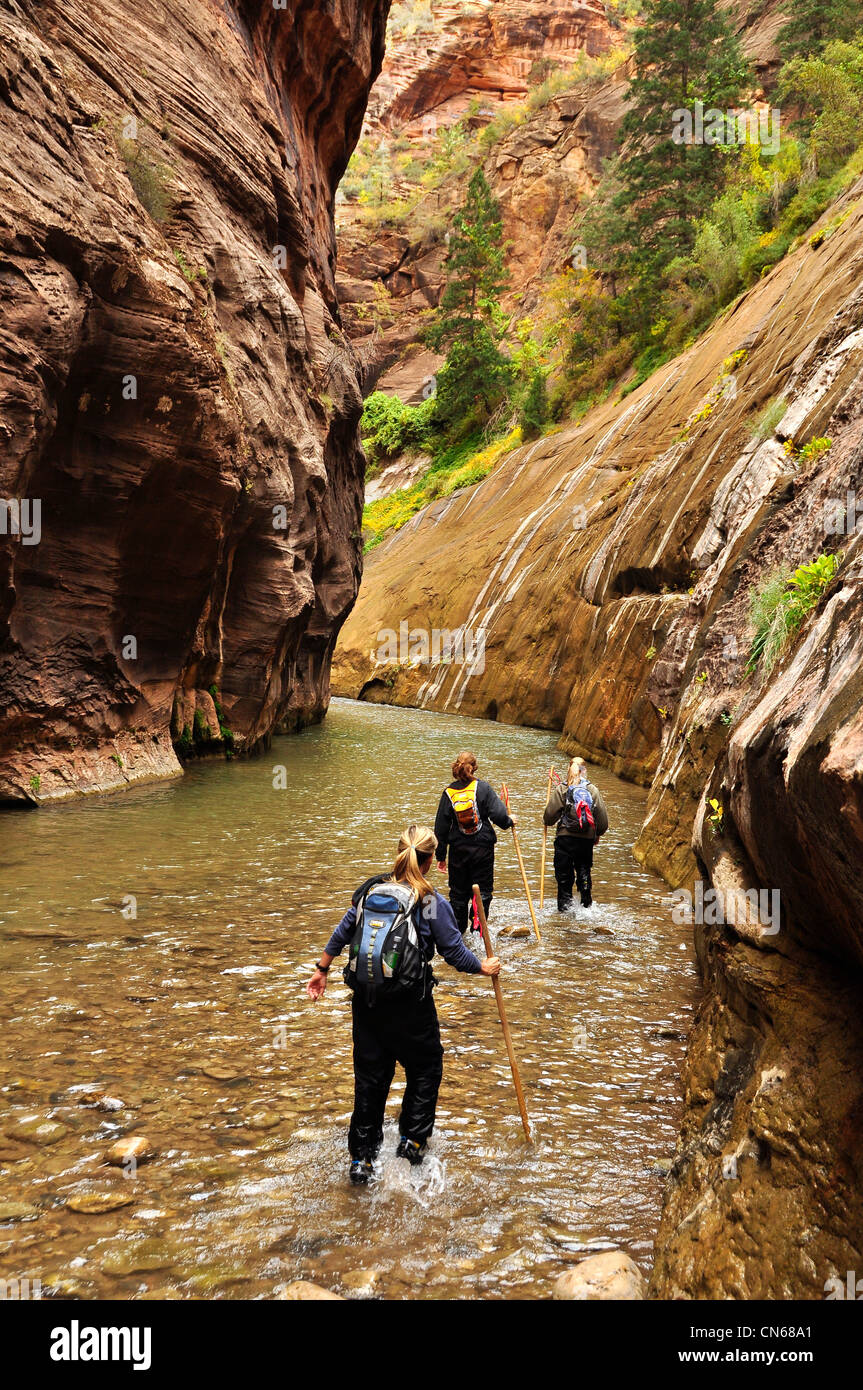 Gli escursionisti guadare in Utah's Zion si restringe. Foto Stock