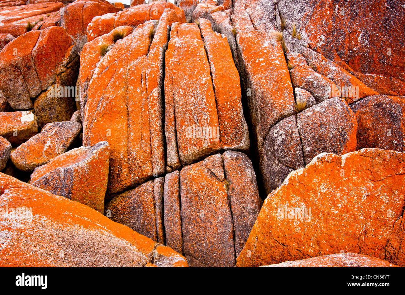 Rocce di granito ricoperto di lichene arancione sulla Tasmanian Costa Orientale Foto Stock