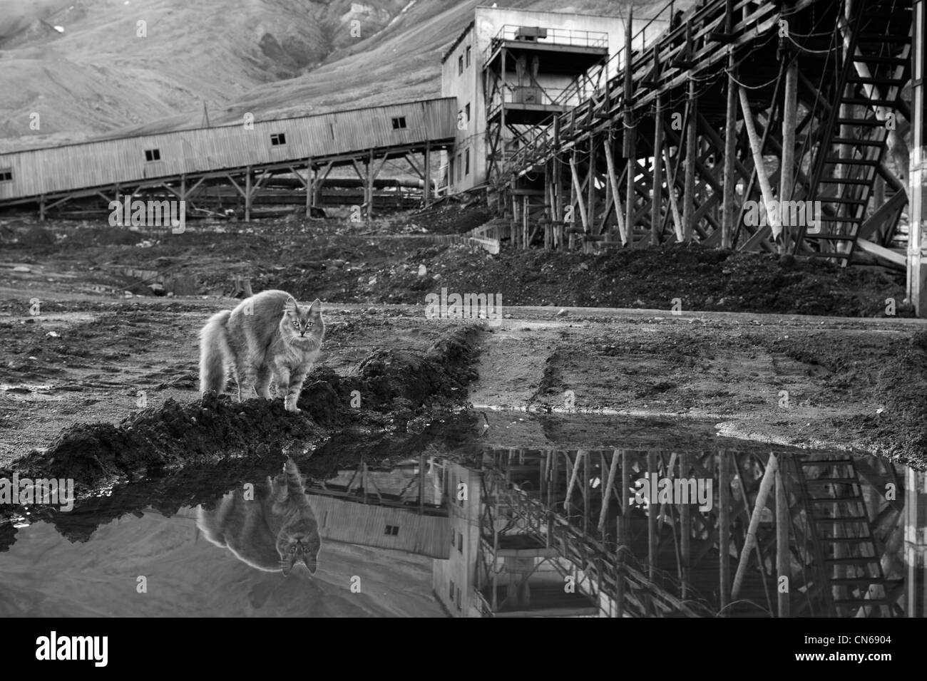 Norvegia Isole Svalbard, isola Spitsbergen, Pyramiden, gatto randagio bere da stagno a abbandonato il russo coal mining settlement Foto Stock