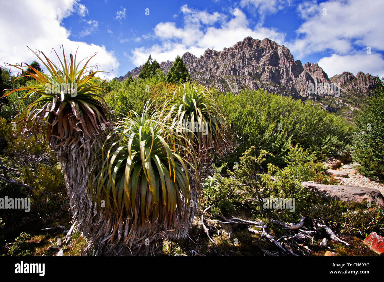 Pandani ( Richea pandanifolia ) nella parte anteriore del Cradle Mountain. Foto Stock