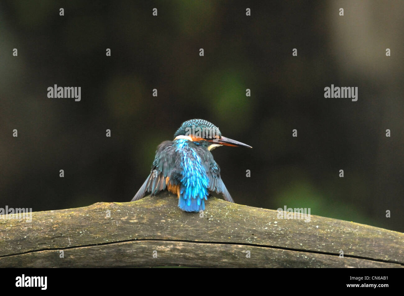 Kingfisher (Alcedo atthis) poggiante su un trunk Foto Stock