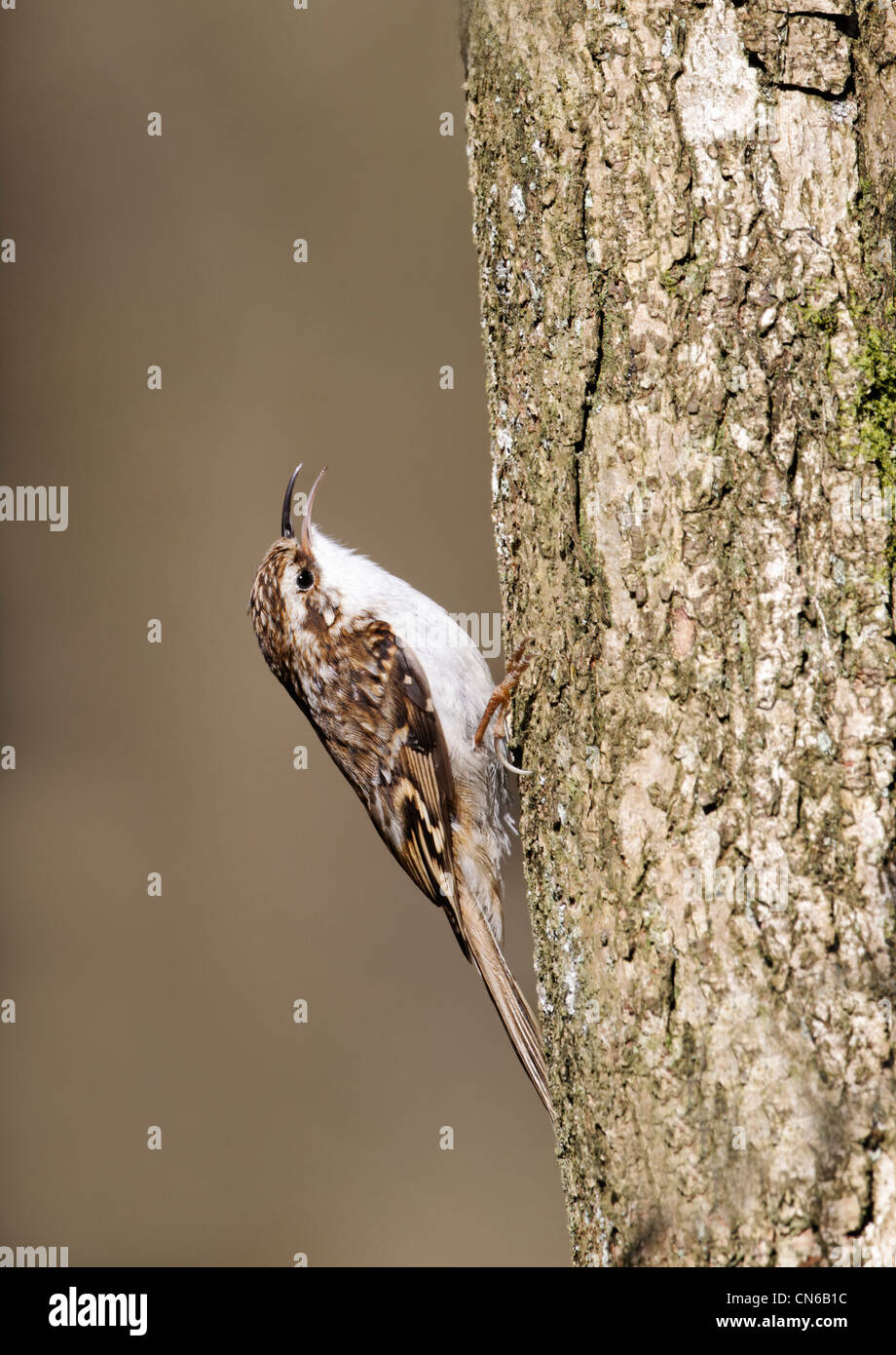 Rampichino alpestre, Certhia familiaris, solo il canto degli uccelli sugli alberi, Warwickshire, Aprile 2012 Foto Stock
