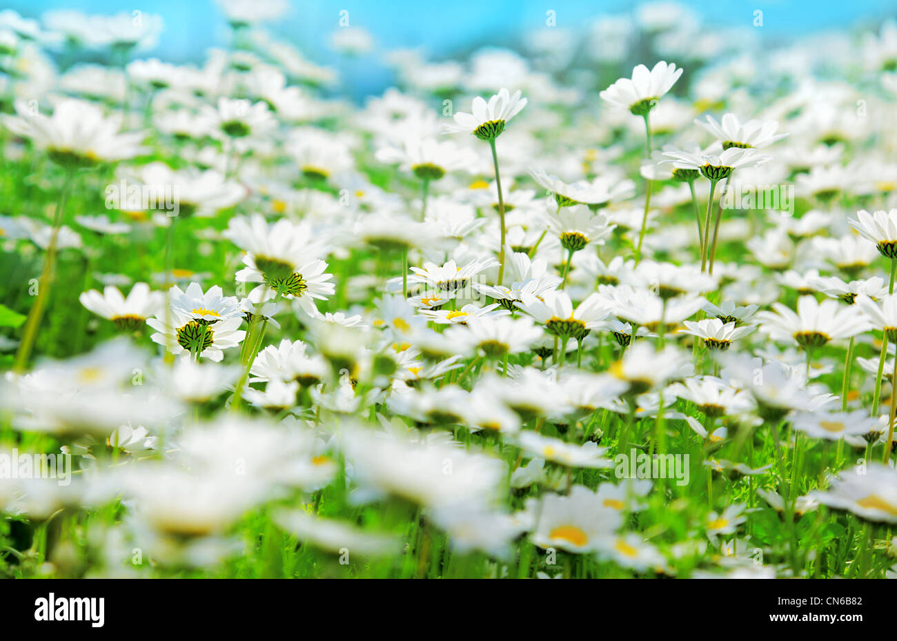Campo primaverile di bianche margherite fresca oltre il cielo blu, il paesaggio naturale Foto Stock