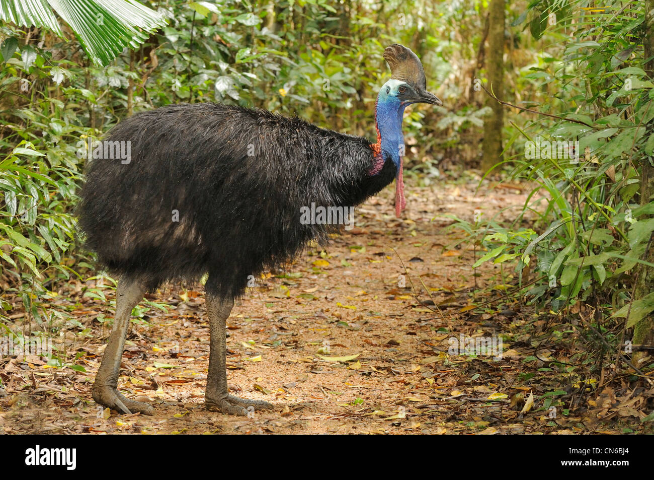 Southern Casuario casuarius Casuarius maschio adulto fotografato in Wet Tropics, North Queensland, Australia Foto Stock