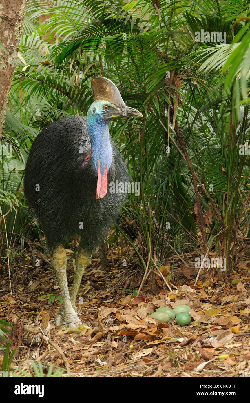 Southern Casuario casuarius Casuarius maschio adulto a nido con uova fotografato in Wet Tropics, North Queensland, Australia Foto Stock