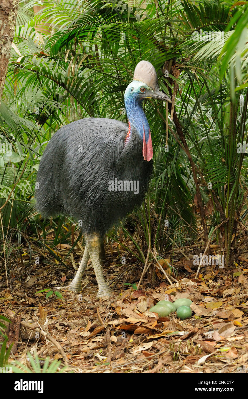 Southern Casuario casuarius Casuarius maschio adulto a nido con uova fotografato in Wet Tropics, North Queensland, Australia Foto Stock