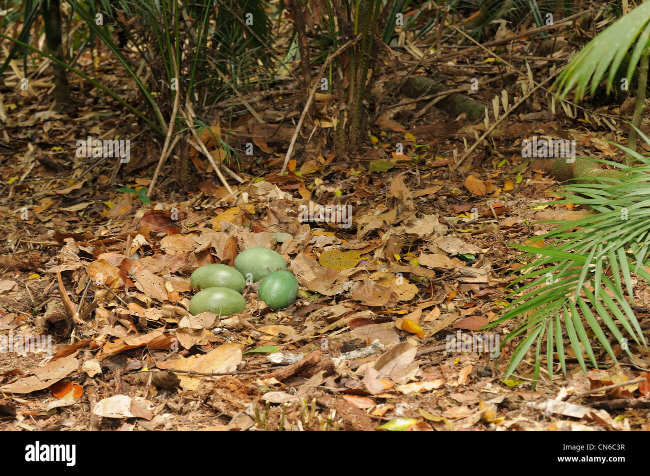 Southern Casuario casuarius Casuarius nido con quattro uova fotografato in Wet Tropics, North Queensland, Australia Foto Stock