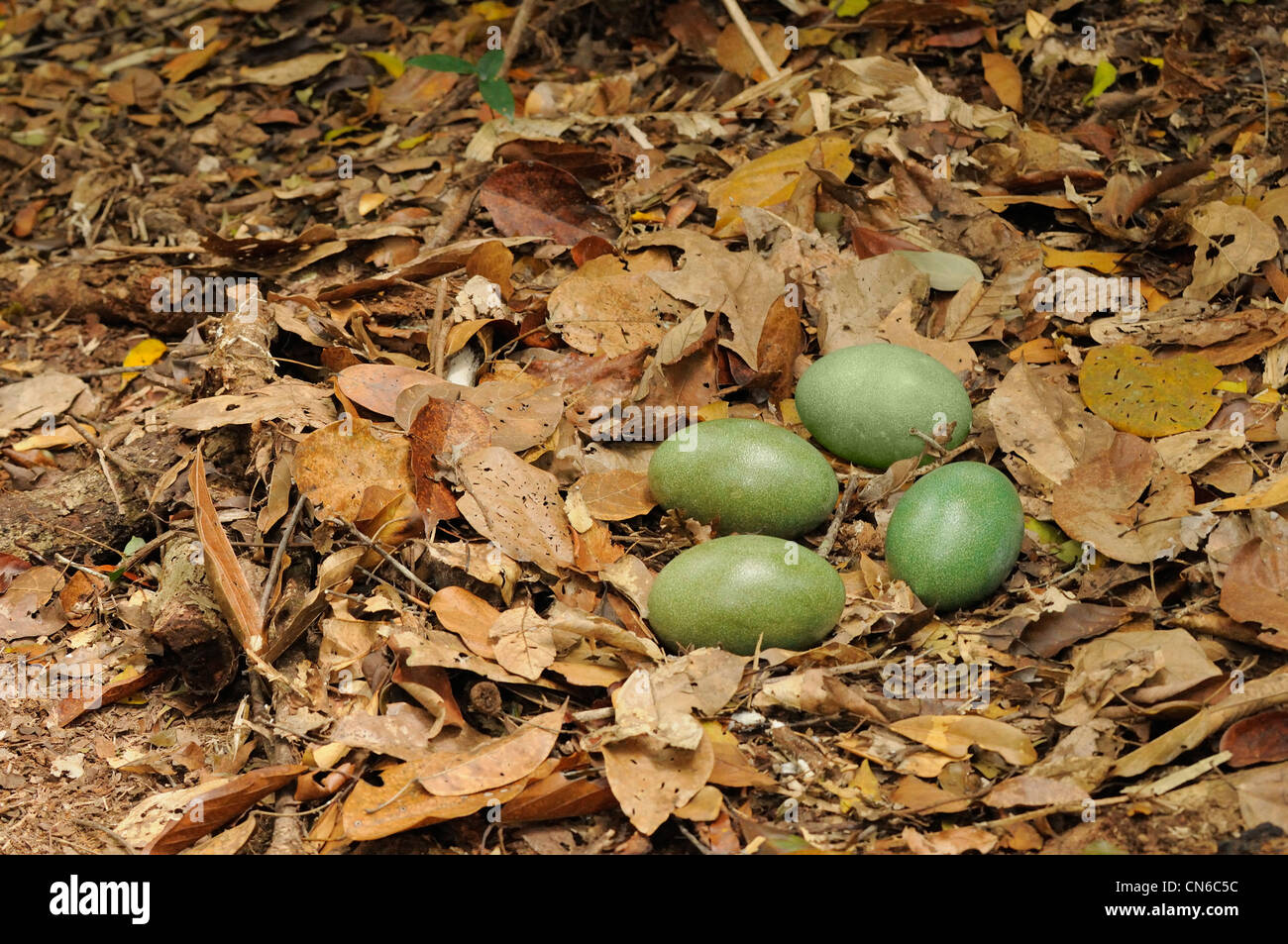 Southern Casuario casuarius Casuarius nido con quattro uova fotografato in Wet Tropics, North Queensland, Australia Foto Stock