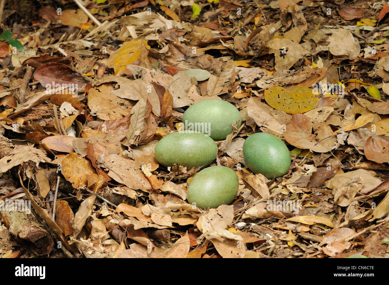 Southern Casuario casuarius Casuarius nido con quattro uova fotografato in Wet Tropics, North Queensland, Australia Foto Stock