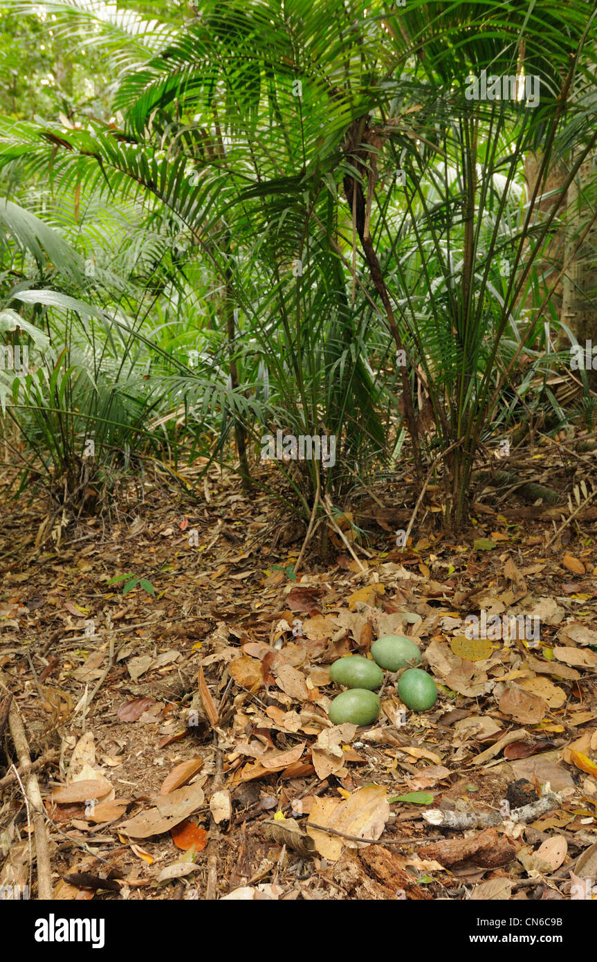 Southern Casuario casuarius Casuarius nido con quattro uova fotografato in Wet Tropics, North Queensland, Australia Foto Stock