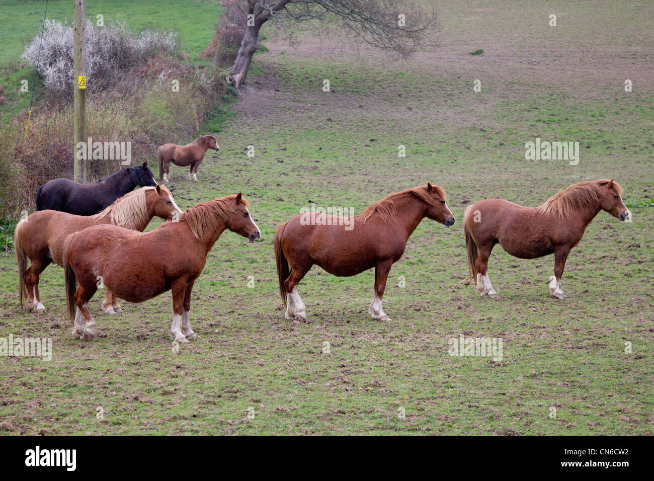 Una fila di sei incinta mares a un prigioniero di Gallese farm Foto Stock