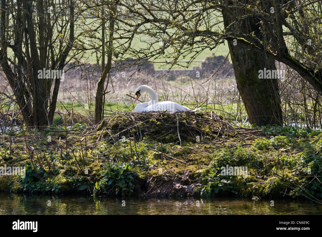 Femmina di cigno sul nido, Donnington, Gloucestershire, il Costwolds, England, Regno Unito Foto Stock