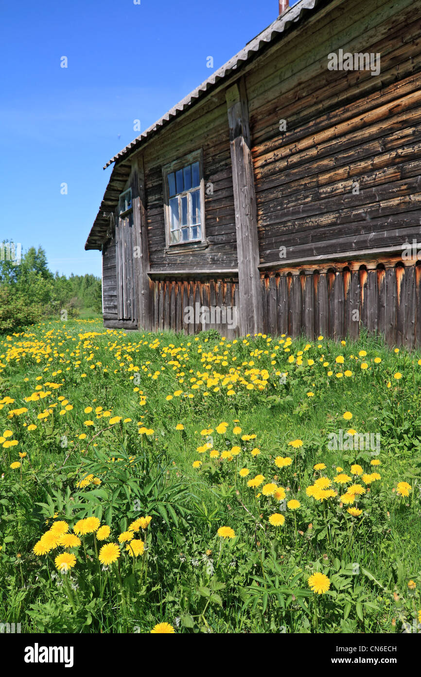 Il tarassaco vicino in legno antico edificio rurale Foto Stock
