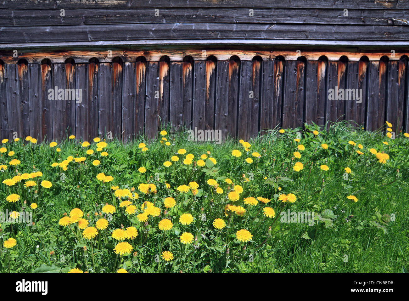 Il tarassaco vicino in legno antico edificio rurale Foto Stock