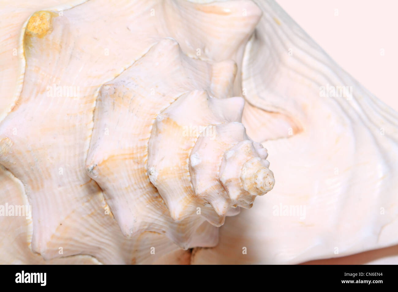 Seashell Foto Stock