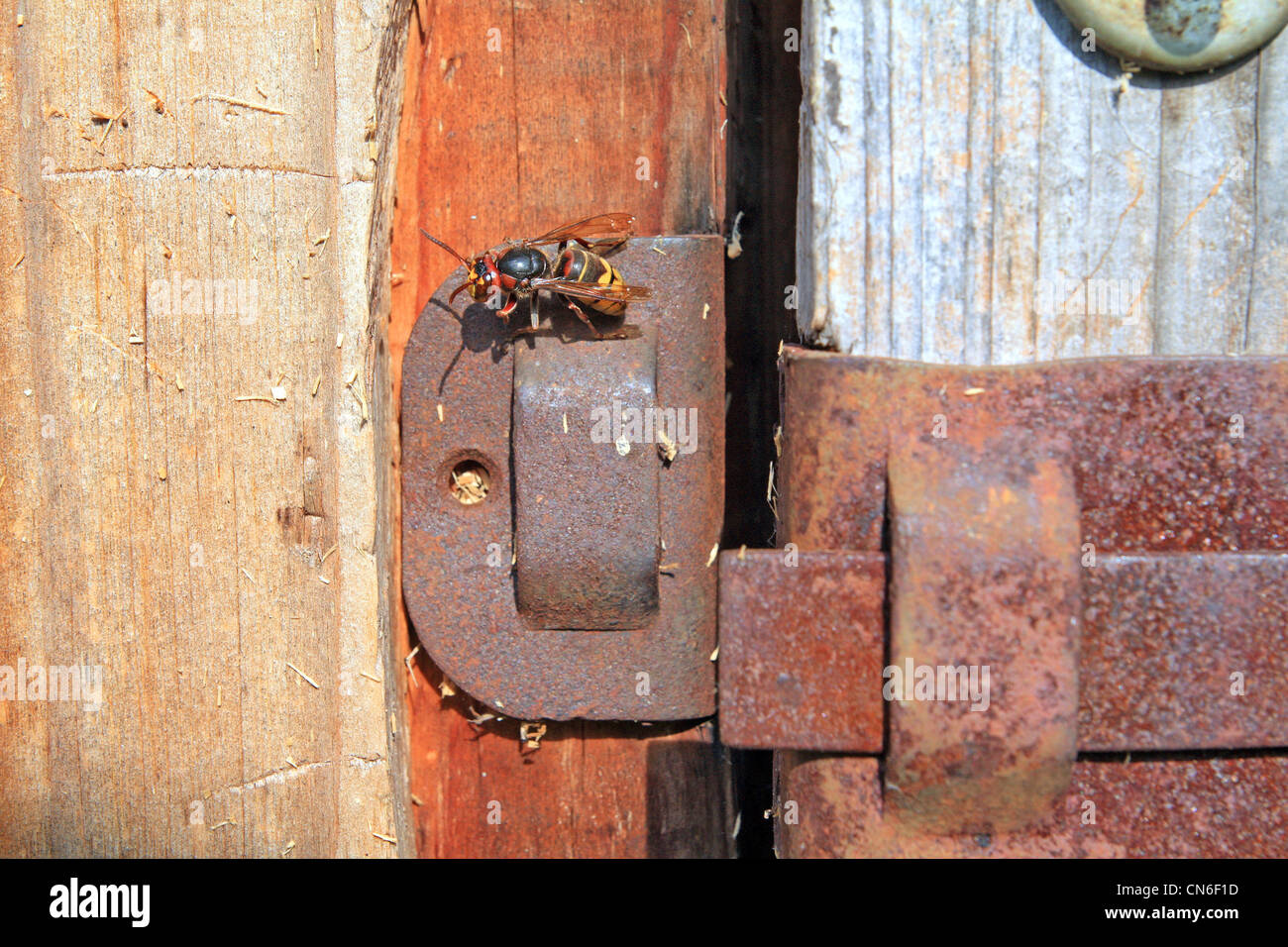 Wasp su una vecchia porta di legno Foto Stock
