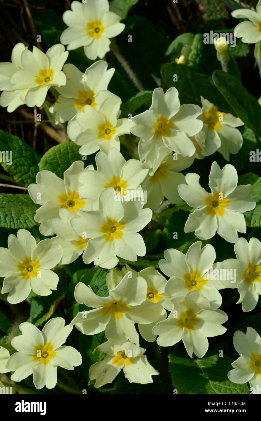 Primo piano immagine dei fiori giallo zolfo del primo fiore primaverile 'primrose' / Primula vulgaris. Primule selvatiche, primule in natura. Foto Stock
