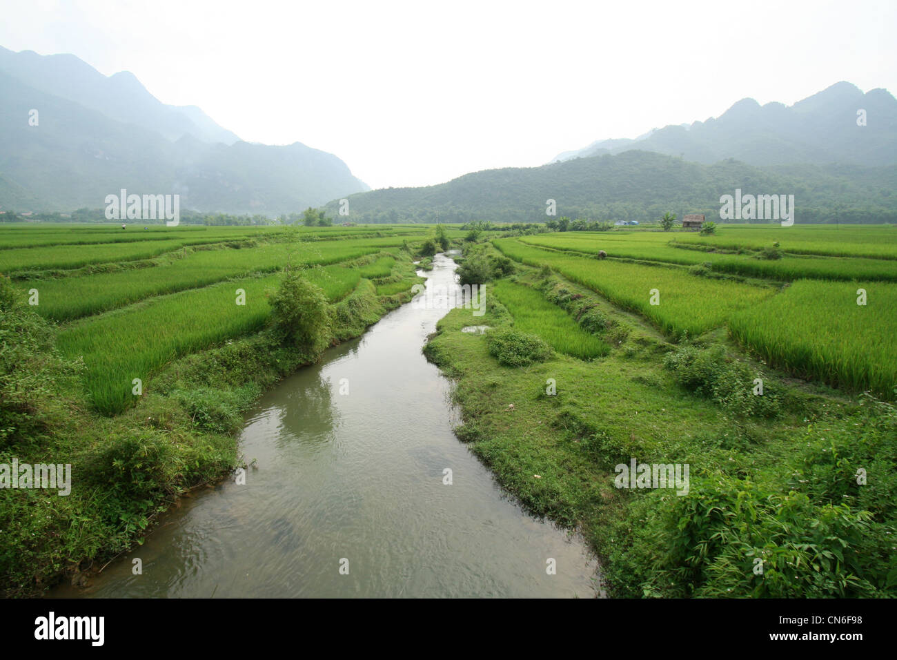 Fiume attraverso un risone in Mai Chau, Vietnam Foto Stock