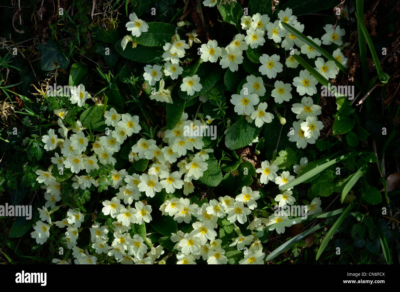Massa di Primrose / Primula vulgaris fiori su hedge banca. Foto Stock