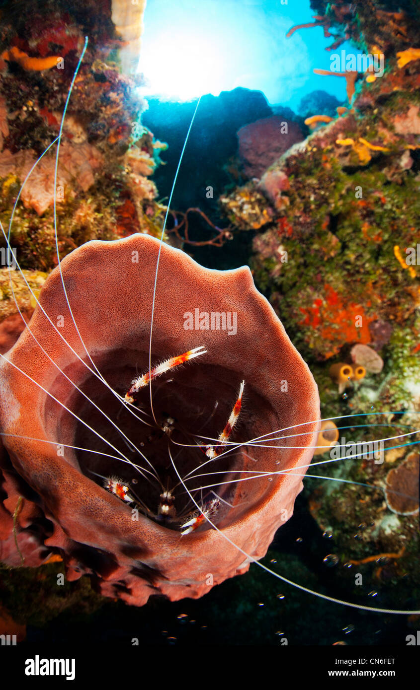 Rosso corallo nastrati gamberetti strisciando fuori del corallo rosa tubo al subacqueo Giardini Palencar divesite, Cozumel, Messico Foto Stock