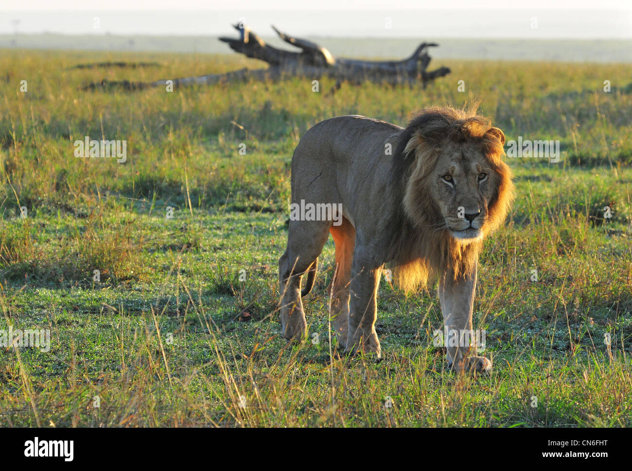 Maschio di leone, Masai Mara Foto Stock