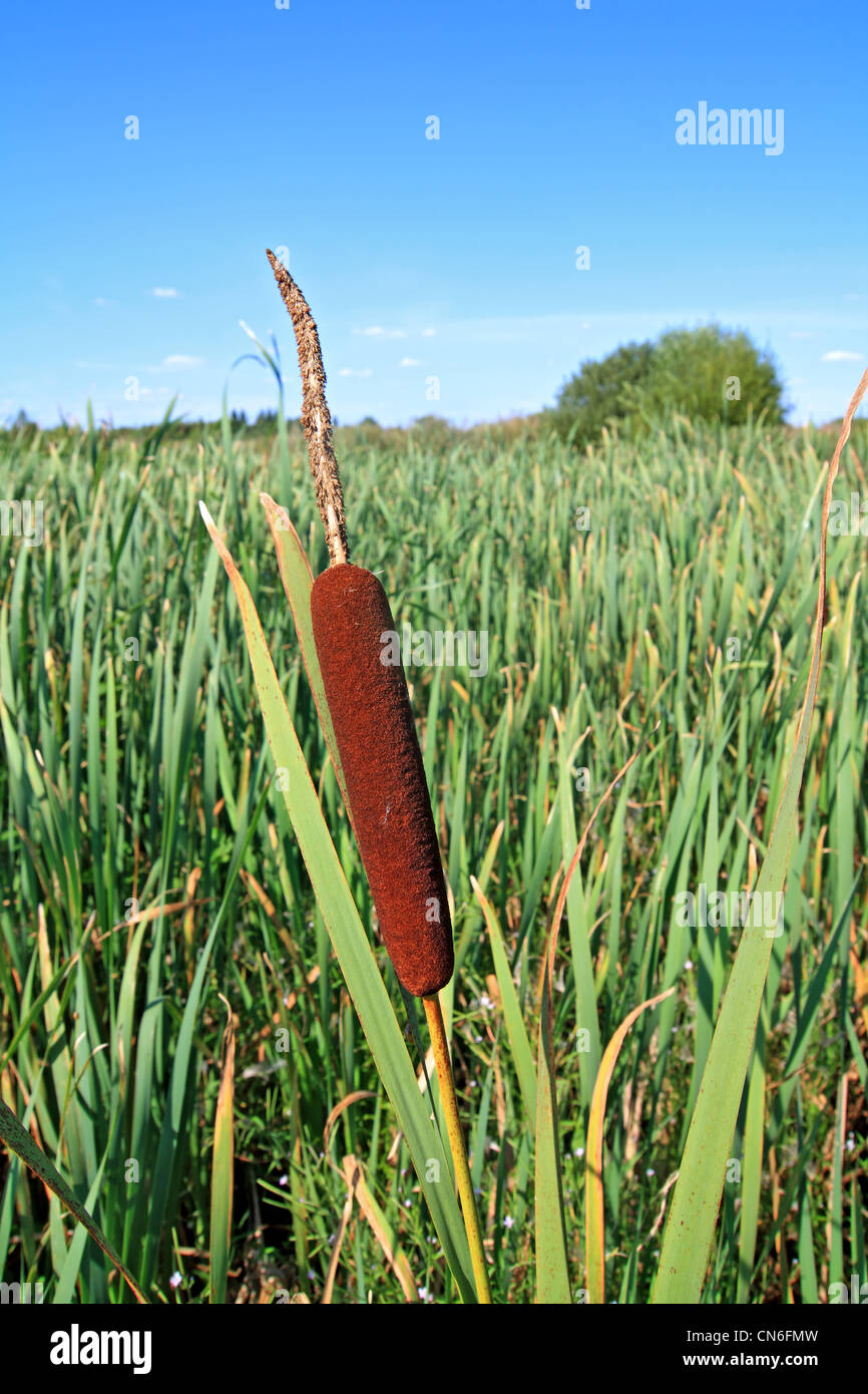 Giunco di palude rosso tra il verde di fogli Foto Stock