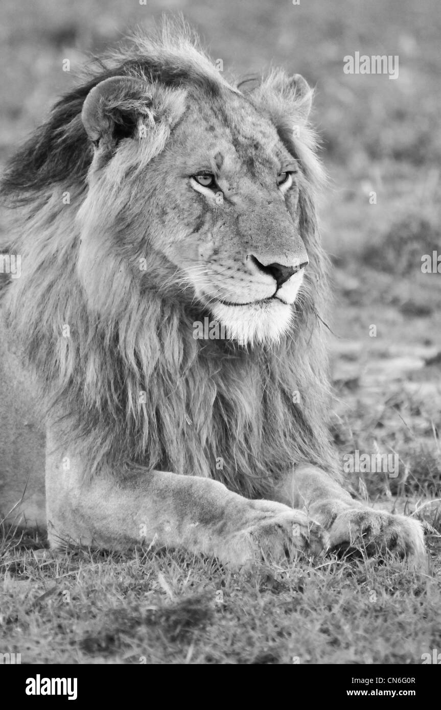 Maschio di leone, Masai Mara Foto Stock