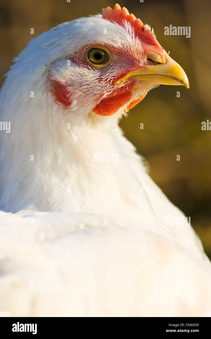 Pollo ruspante di razza Isa 257 effettua il roaming liberamente Sheepdrove a Azienda Agricola Biologica , Lambourn, Inghilterra Foto Stock