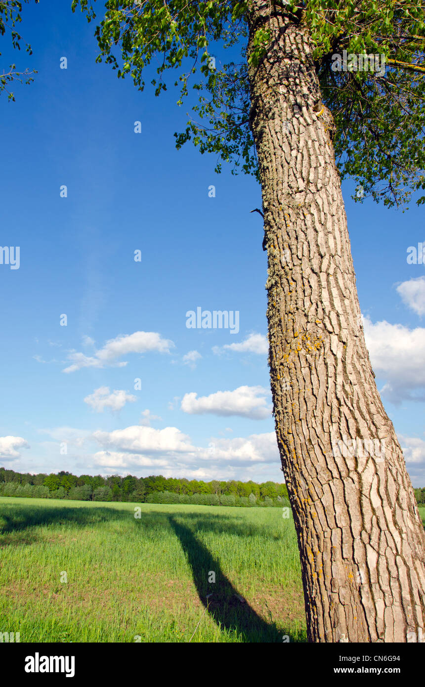 Il vecchio albero di cenere di tronco e di ombra che rientrano nei campi di praterie. Foresta in distanza e nuvoloso cielo blu. Foto Stock