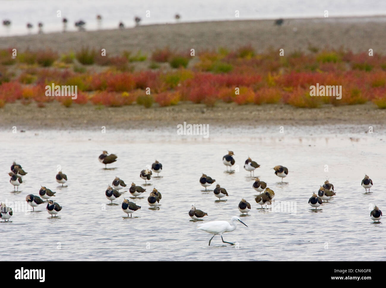Lapwings migratori e un airone guardabuoi uccello in estuario del Tamigi Foto Stock